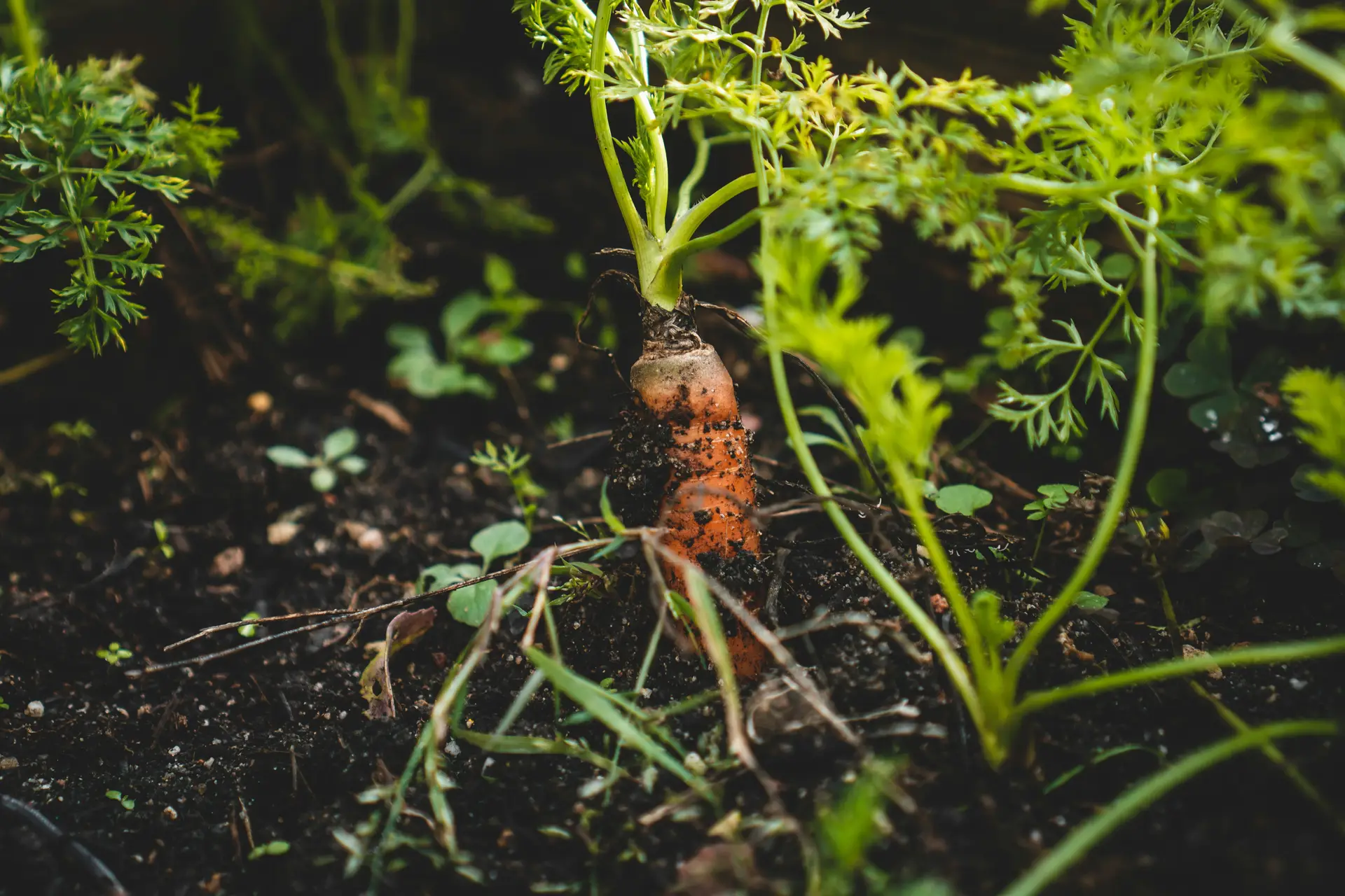 How to grow juicy and healthy carrots?